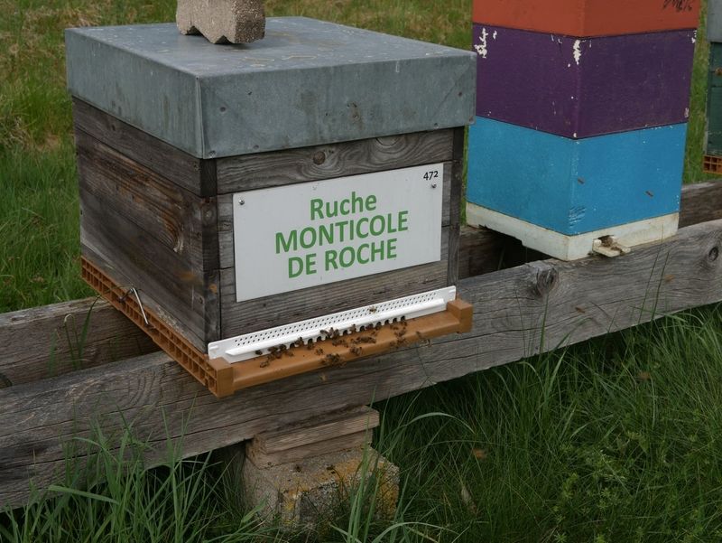 La ruche Monticole de roche