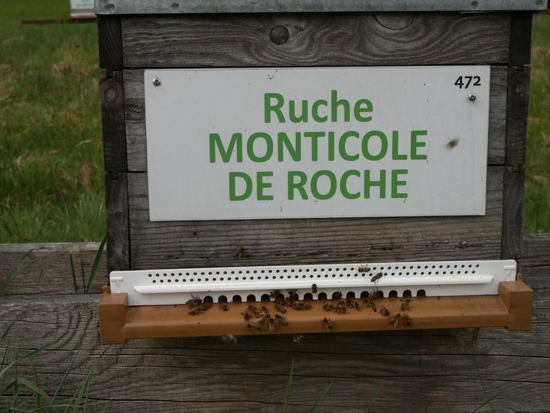 La ruche Monticole de roche