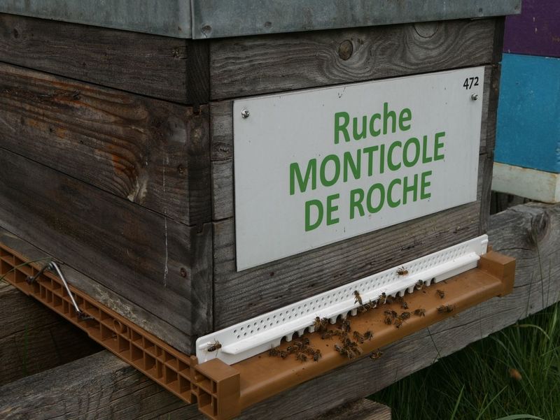 La ruche Monticole de roche