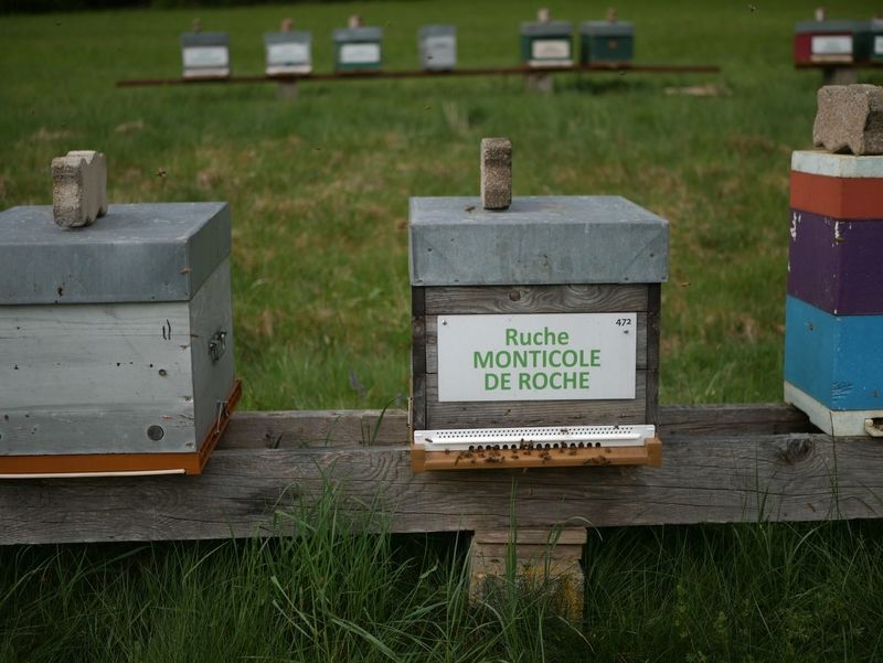 La ruche Monticole de roche