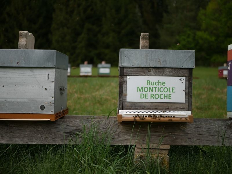 La ruche Monticole de roche