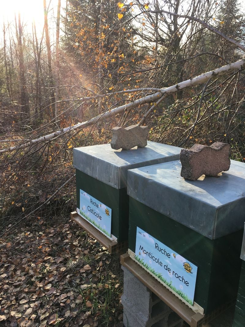 La ruche Monticole de roche