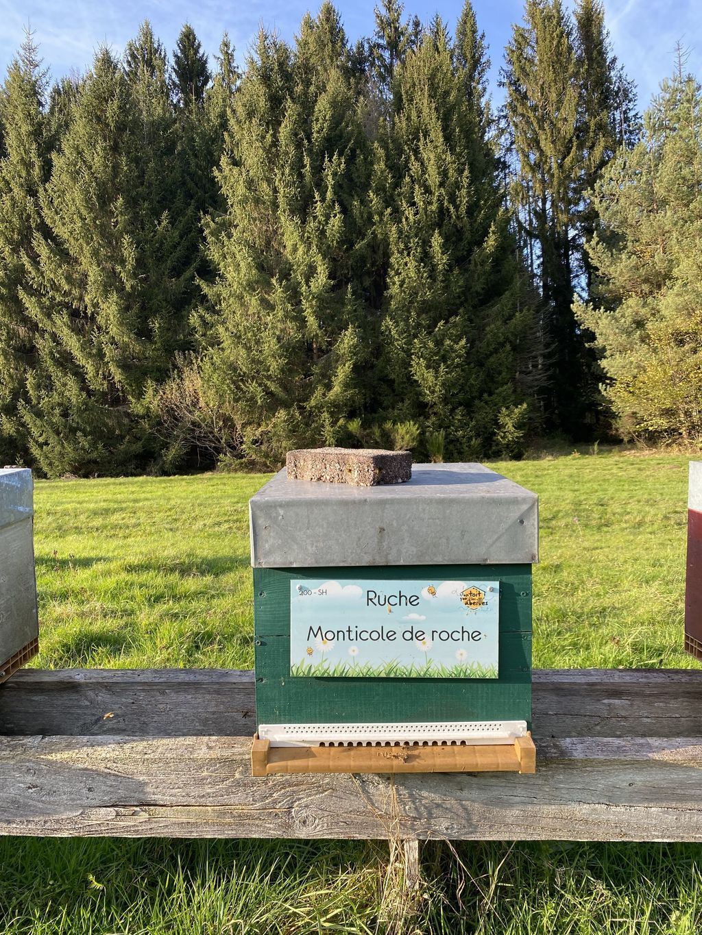 La ruche Monticole de roche