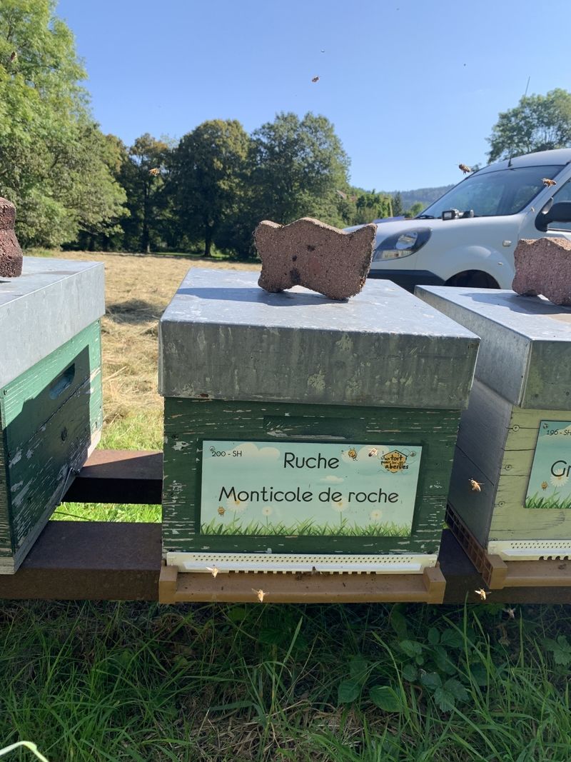 La ruche Monticole de roche