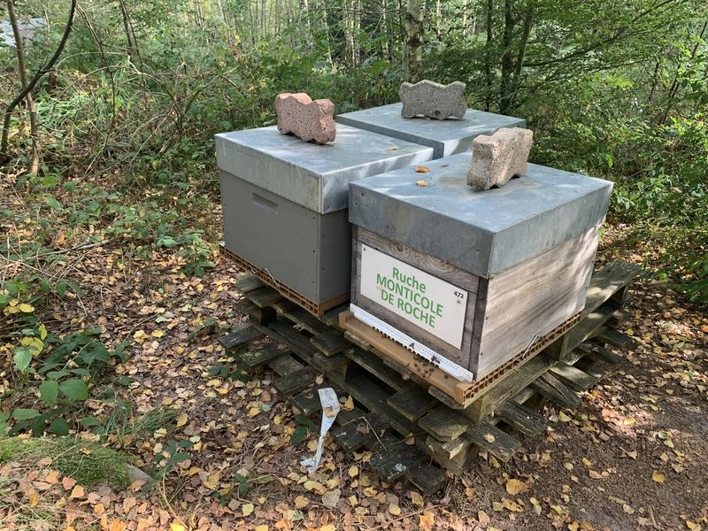 La ruche Monticole de roche
