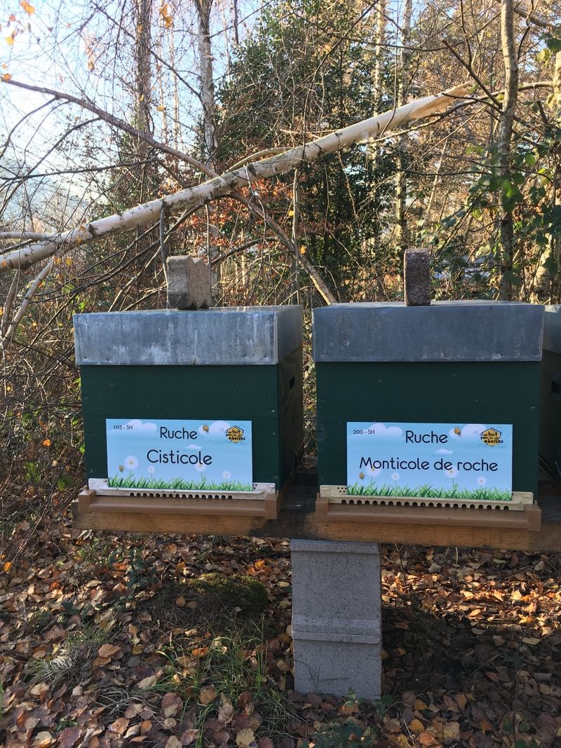 La ruche Monticole de roche