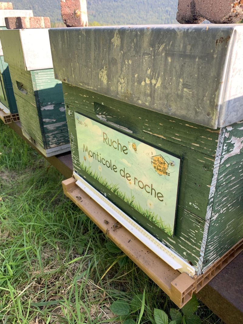 La ruche Monticole de roche