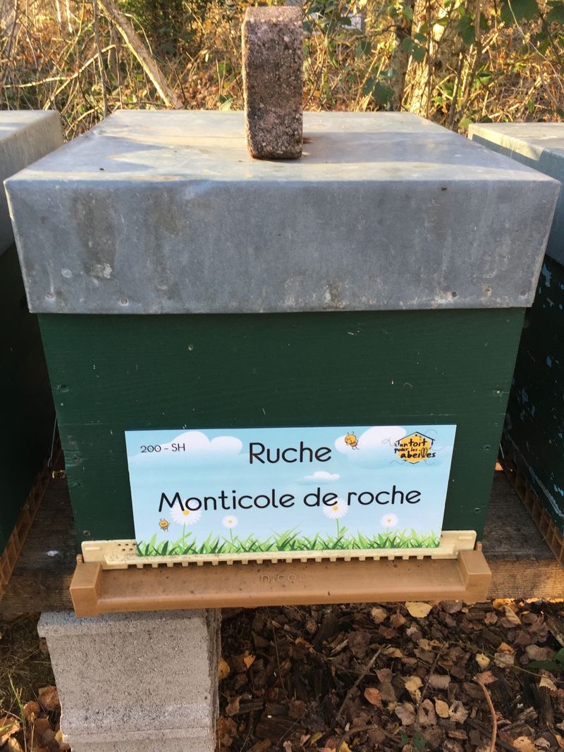 La ruche Monticole de roche