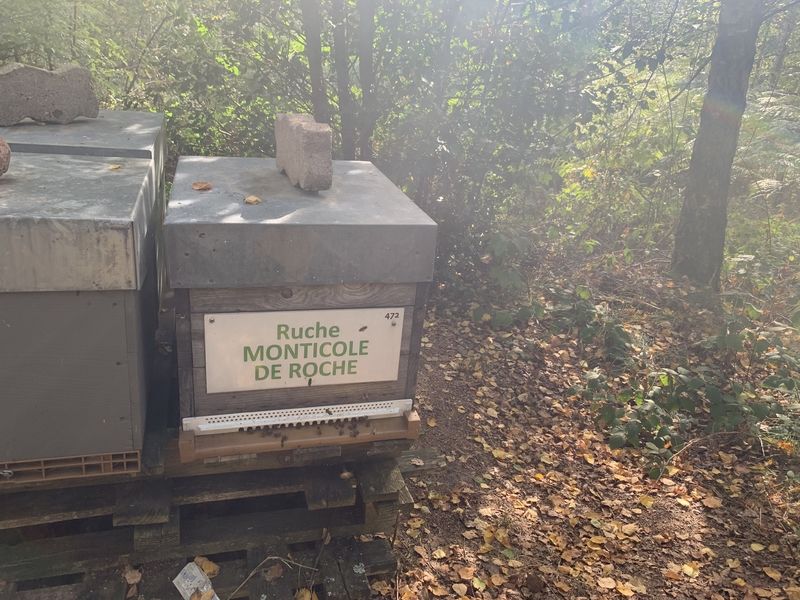 La ruche Monticole de roche