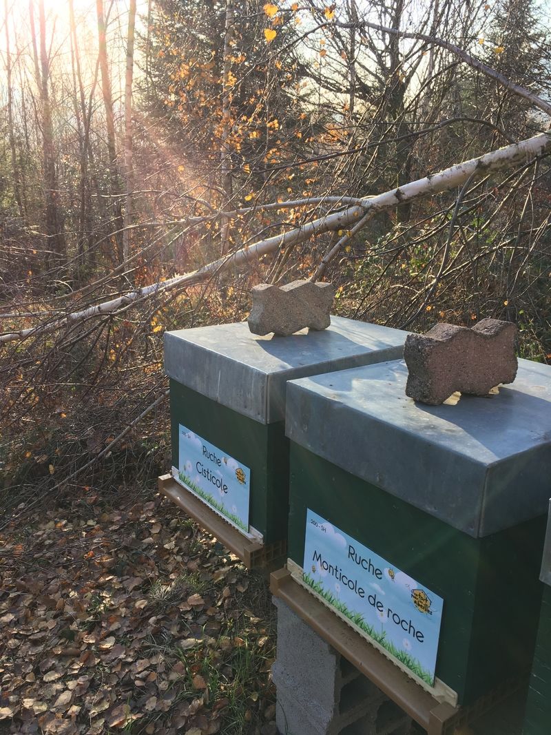 La ruche Monticole de roche