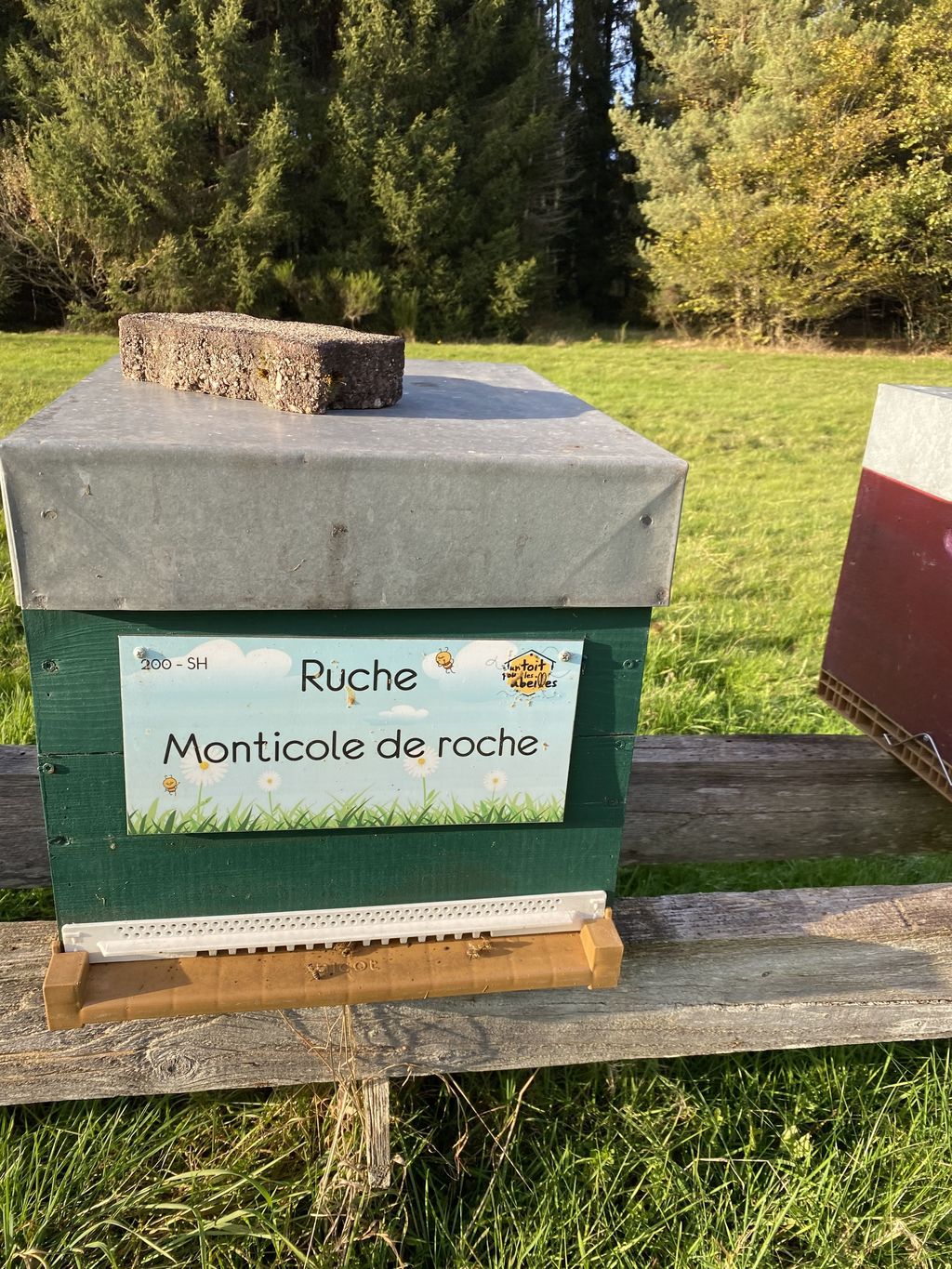 La ruche Monticole de roche