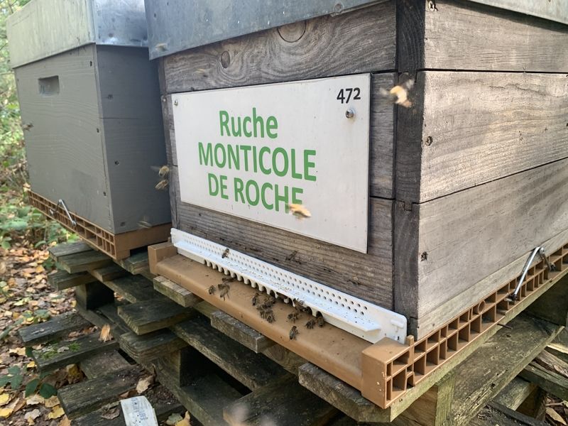 La ruche Monticole de roche