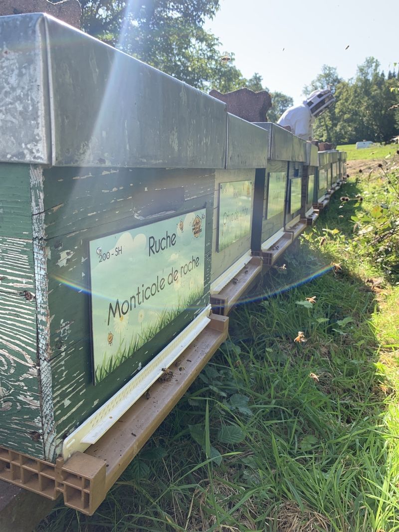 La ruche Monticole de roche