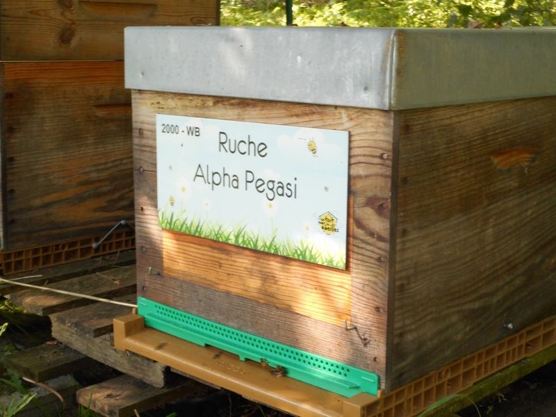 La ruche Alpha Pegasi