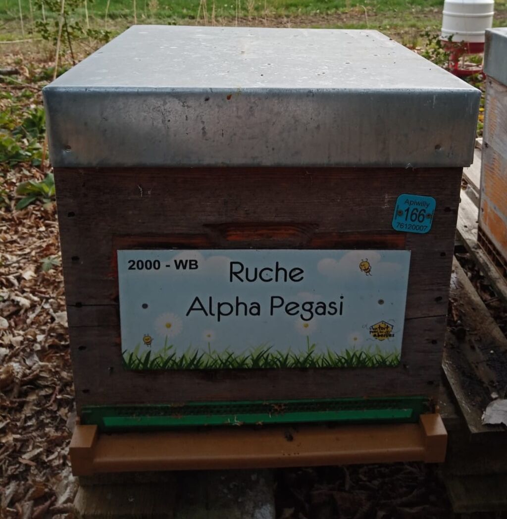 La ruche Alpha Pegasi