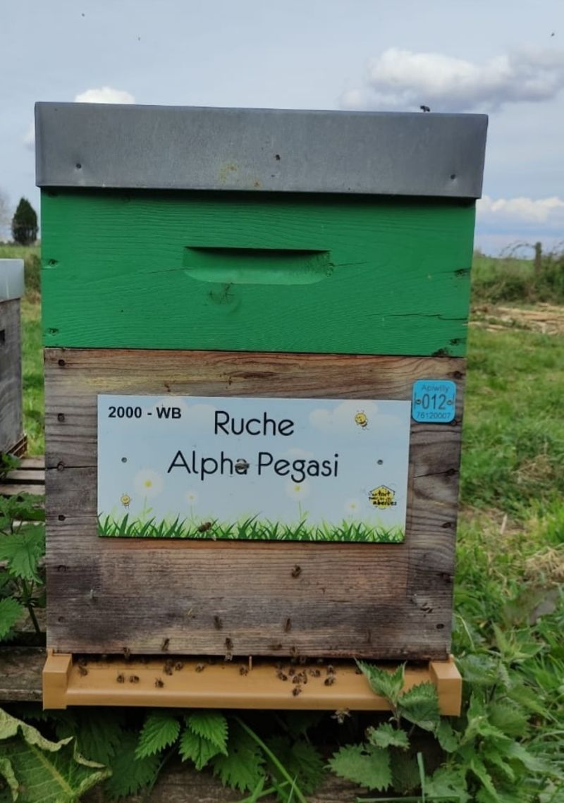 La ruche Alpha Pegasi