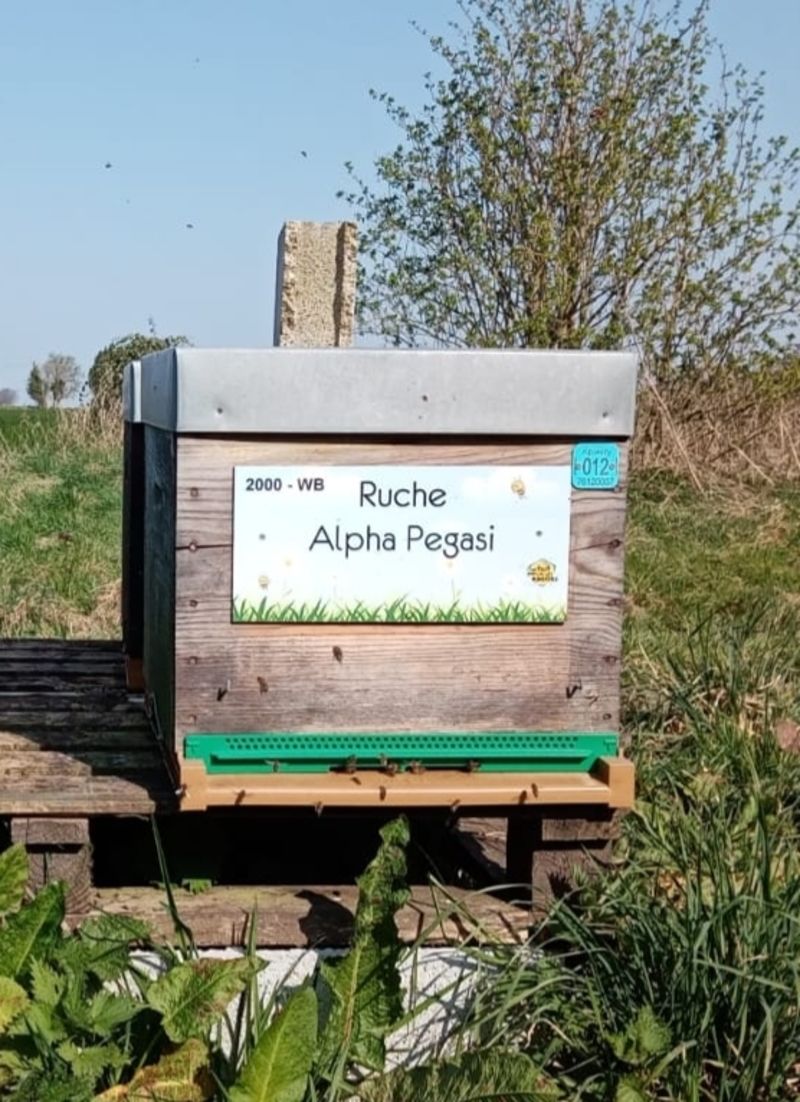 La ruche Alpha Pegasi