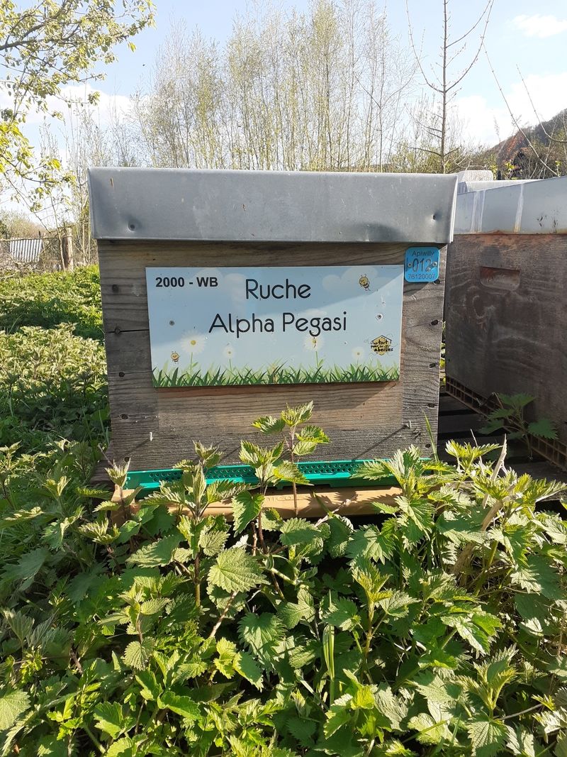 La ruche Alpha Pegasi