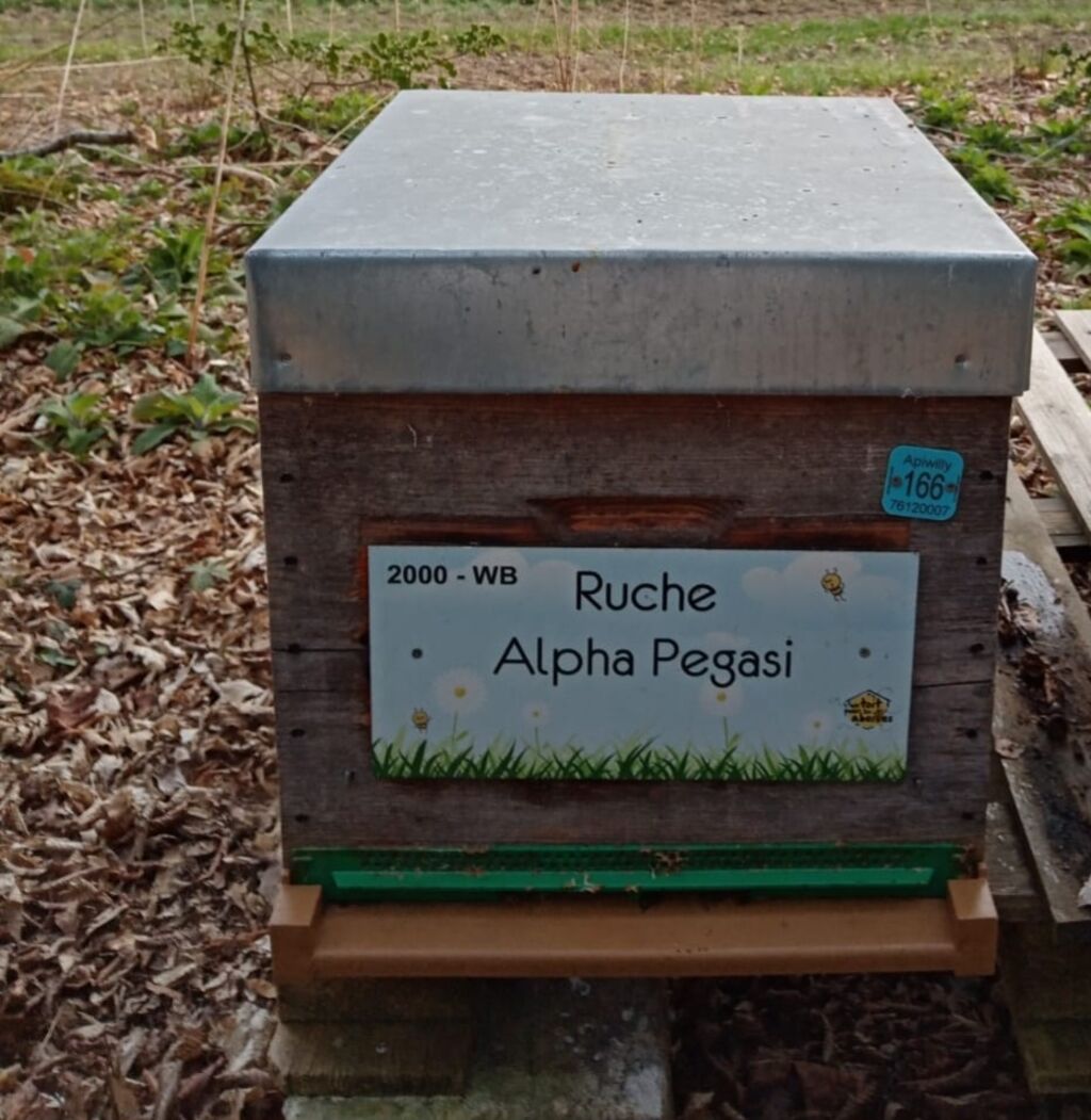 La ruche Alpha Pegasi