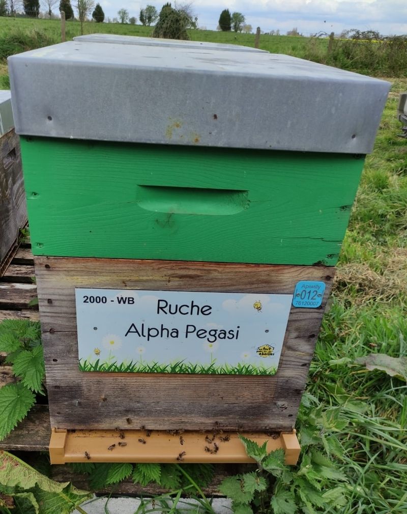 La ruche Alpha Pegasi