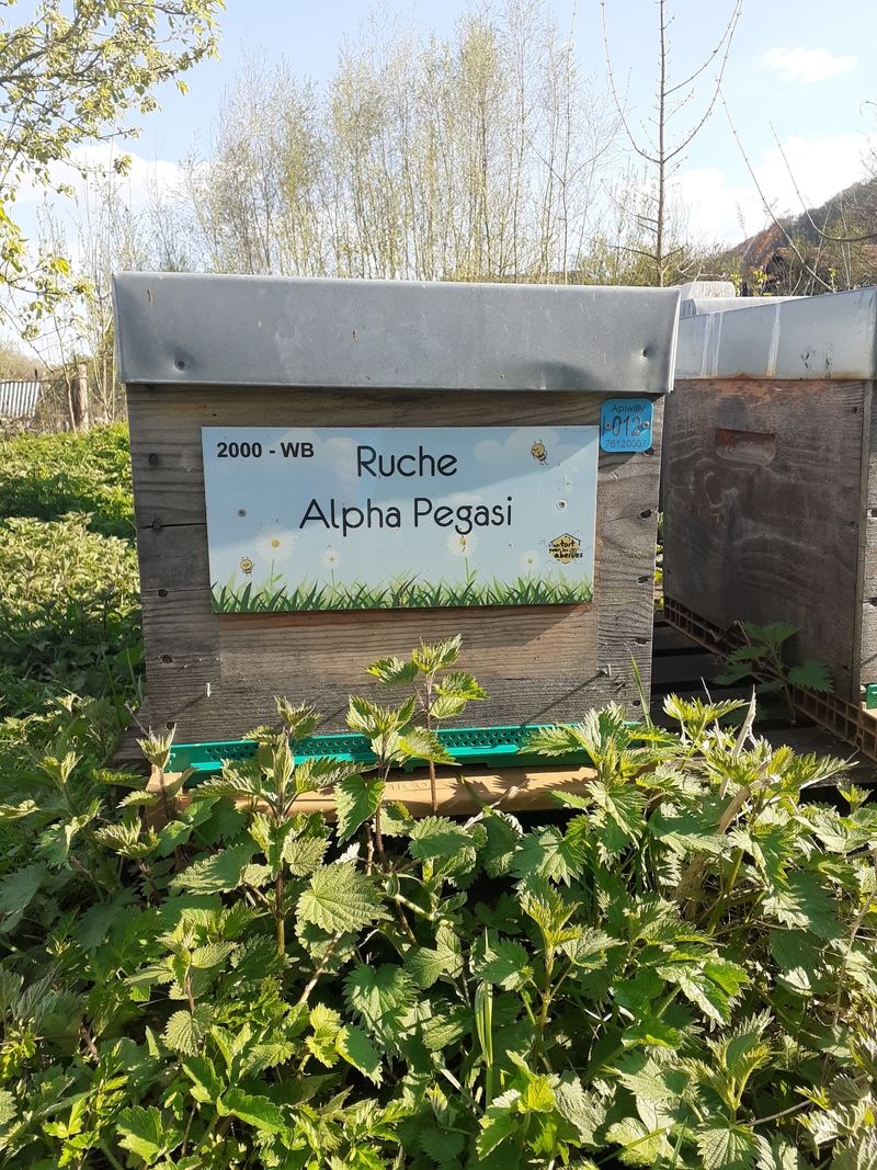 La ruche Alpha Pegasi