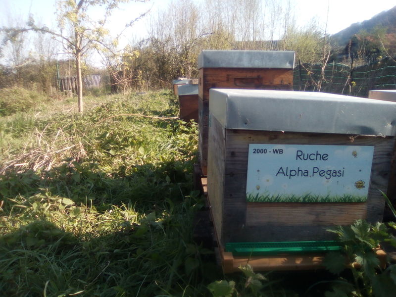 La ruche Alpha Pegasi