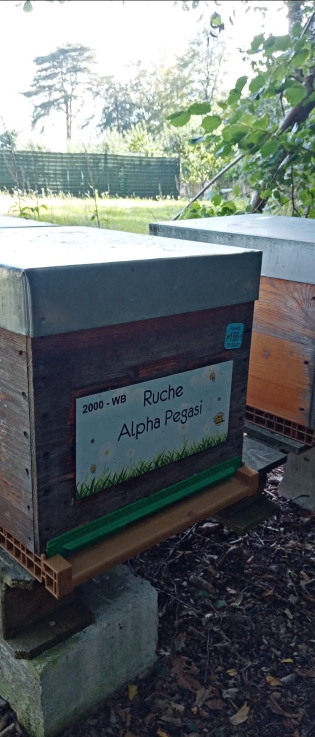 La ruche Alpha Pegasi