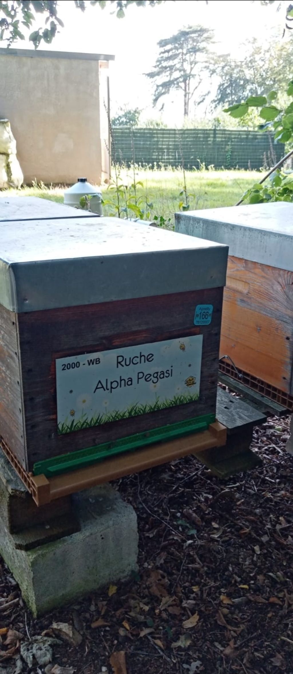 La ruche Alpha Pegasi