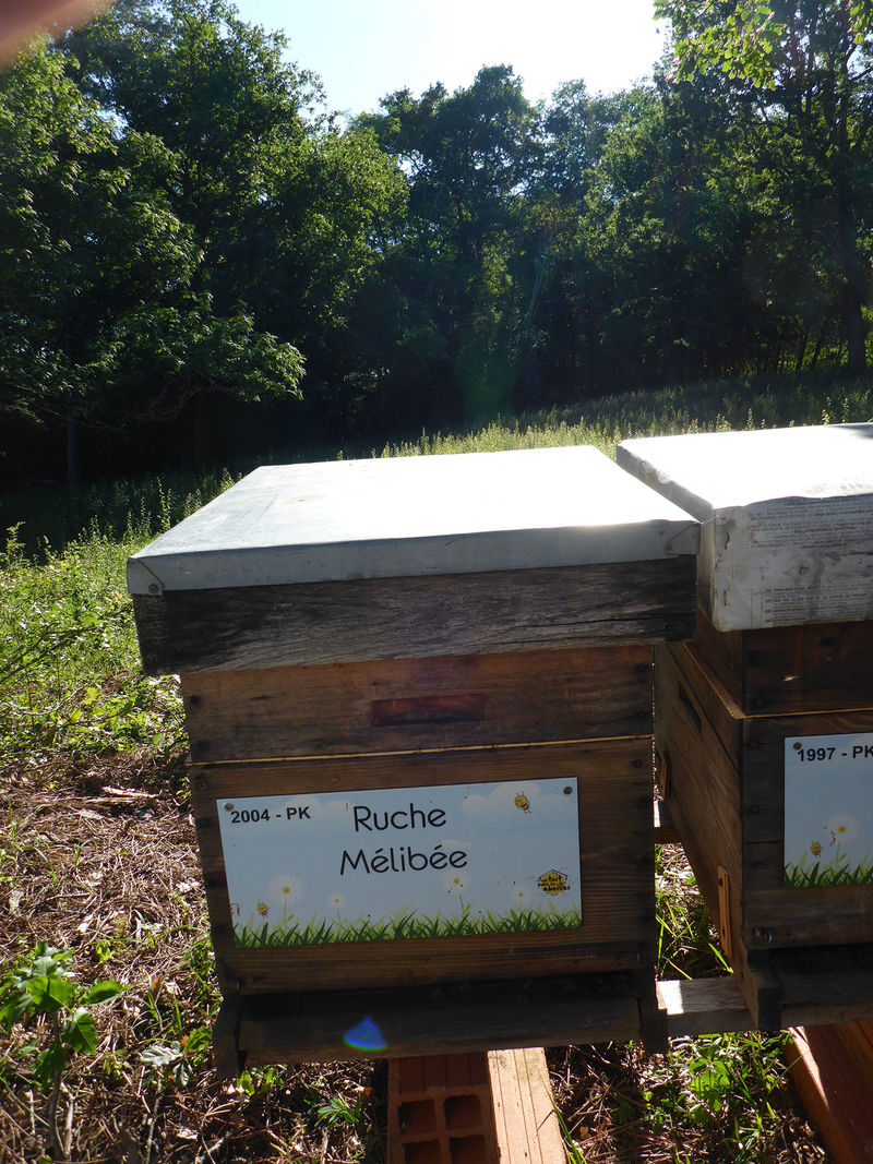 La ruche Mélibée