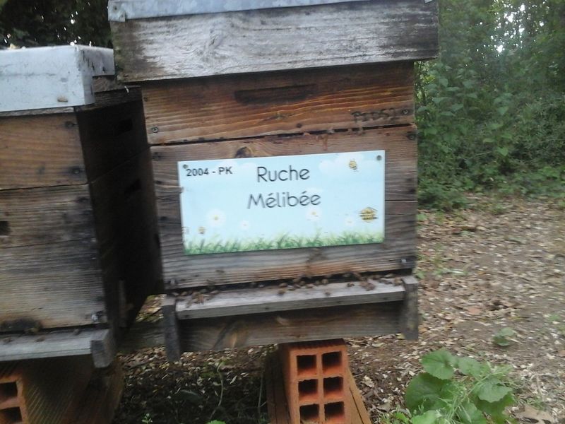 La ruche Mélibée