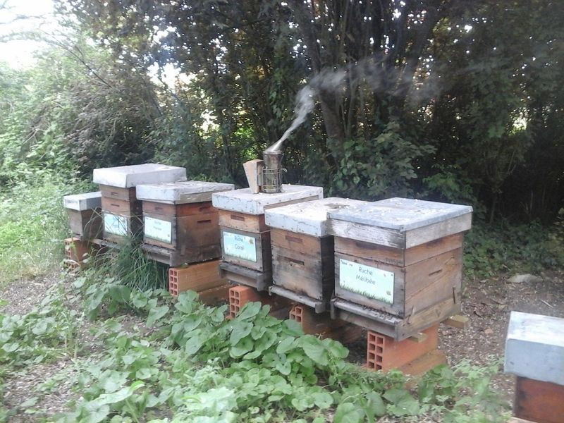 La ruche Mélibée