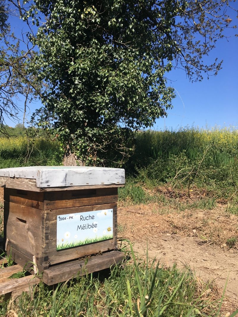 La ruche Mélibée