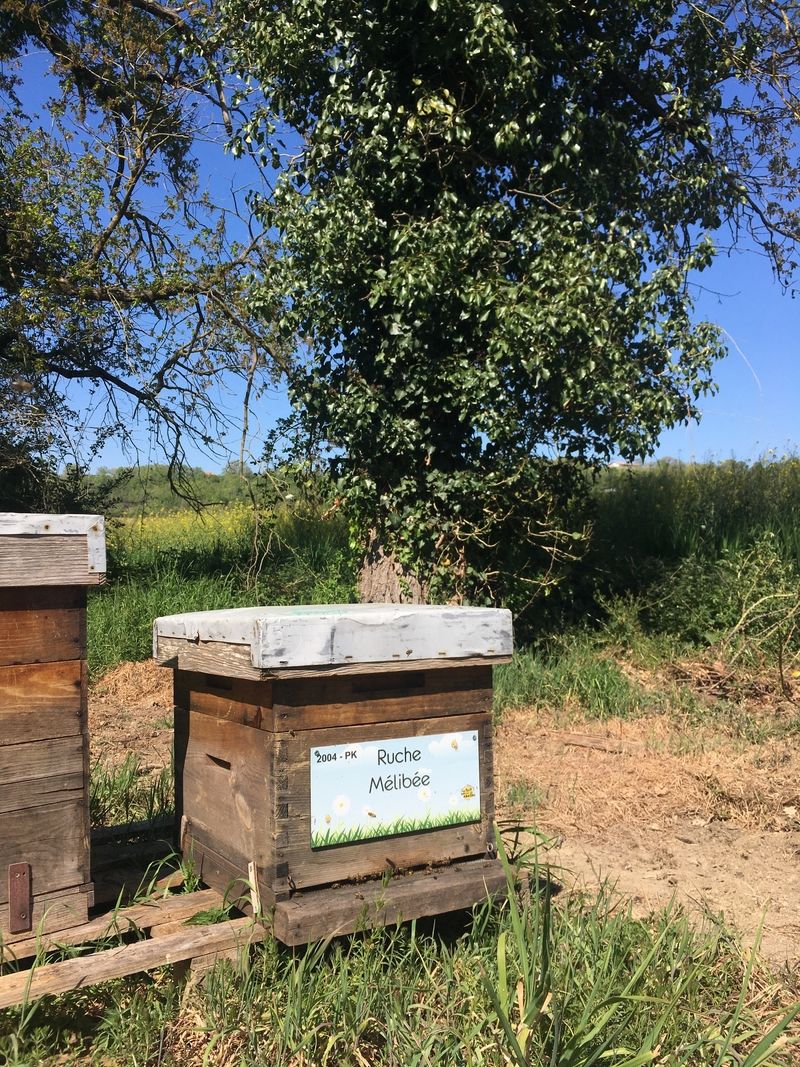 La ruche Mélibée