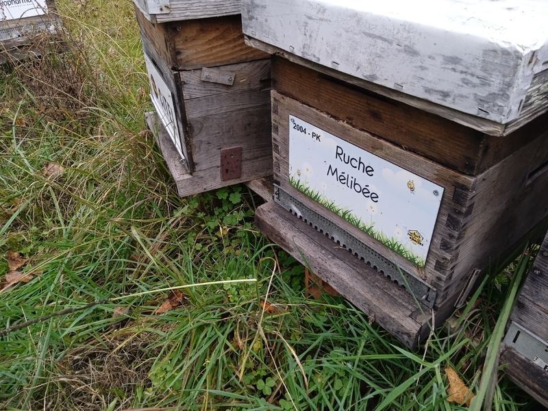 La ruche Mélibée