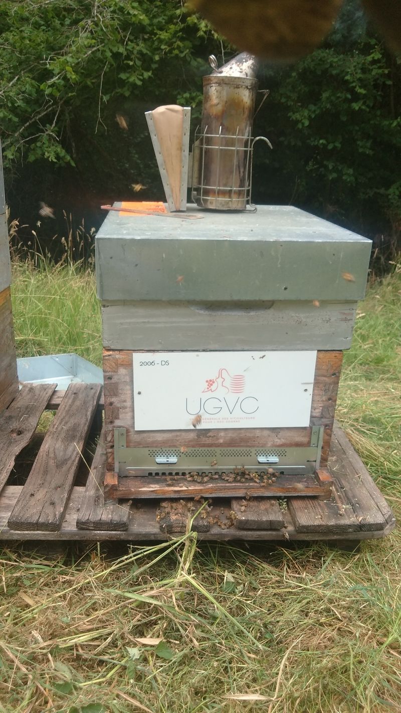 La ruche UGVC