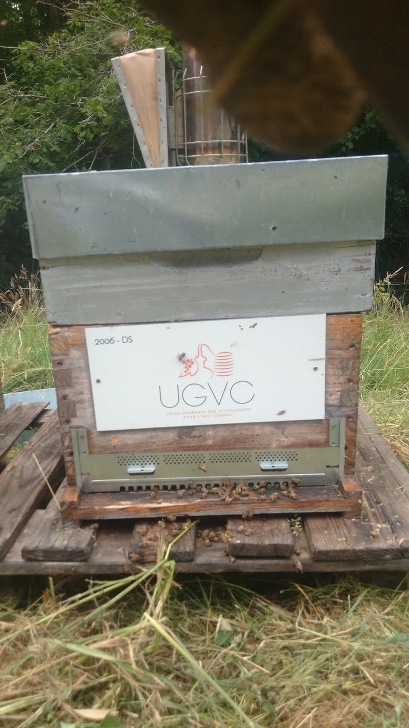 La ruche UGVC