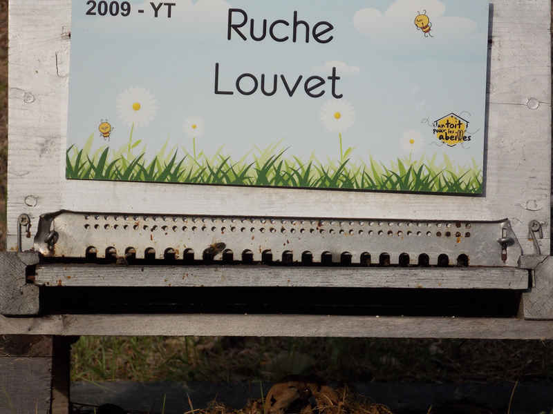La ruche Louvet