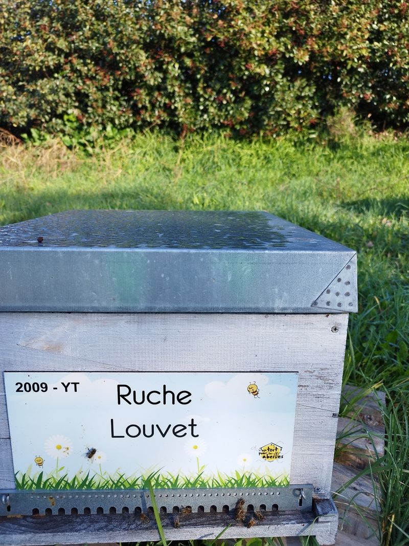La ruche Louvet