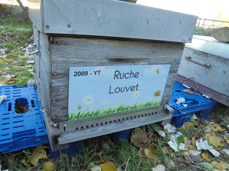 La ruche Louvet