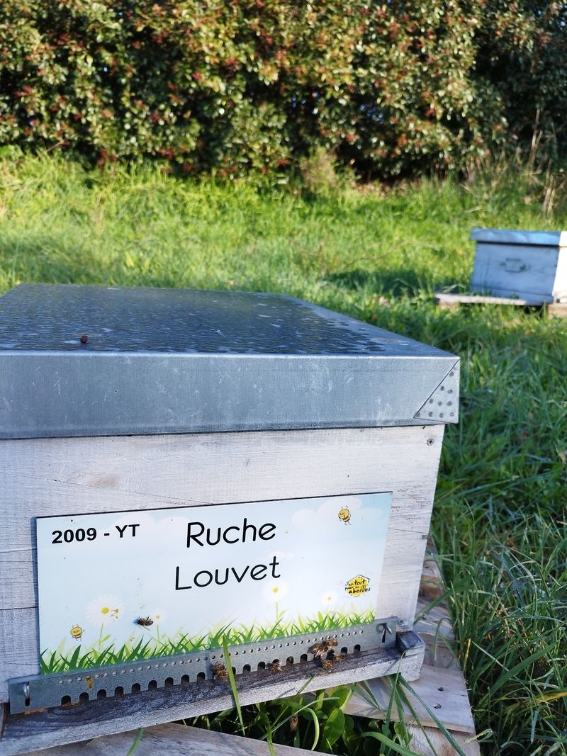 La ruche Louvet