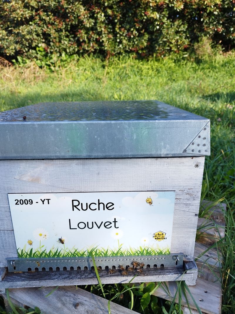 La ruche Louvet