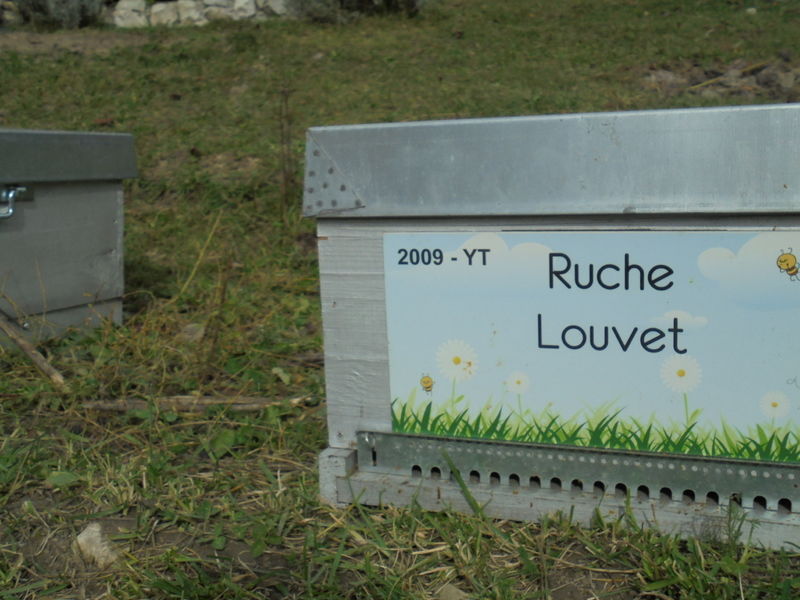 La ruche Louvet