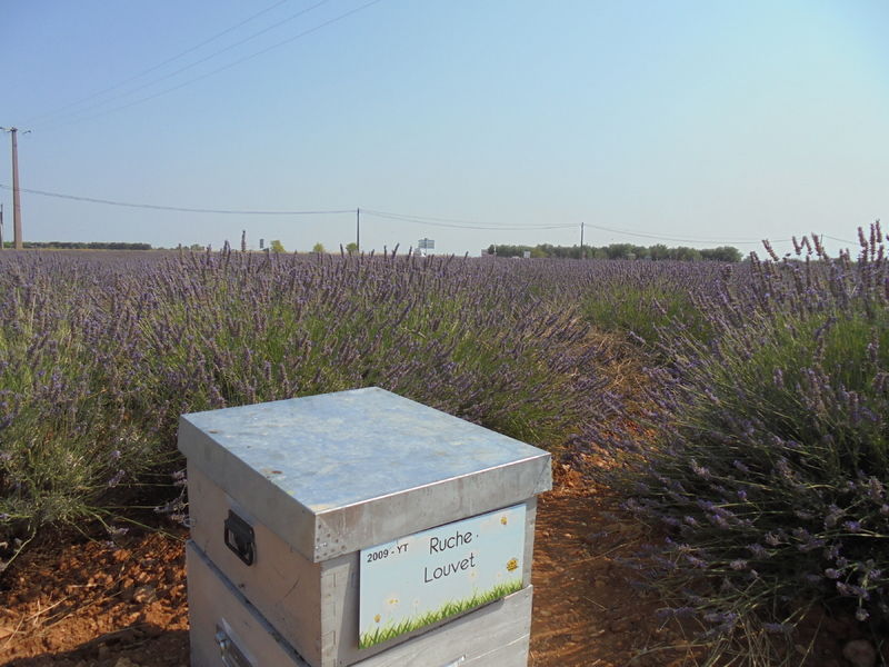 La ruche Louvet