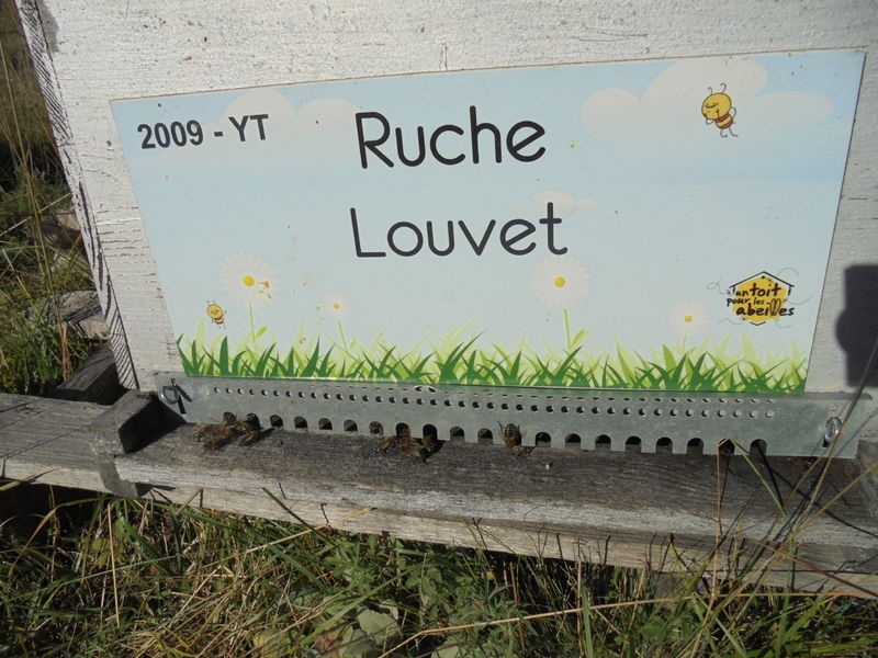 La ruche Louvet
