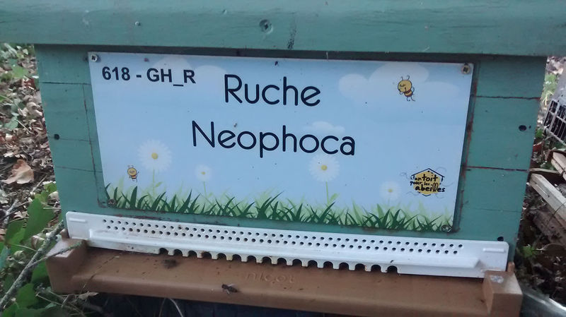 La ruche 