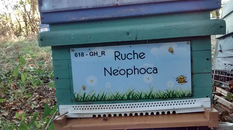 La ruche Neophoca