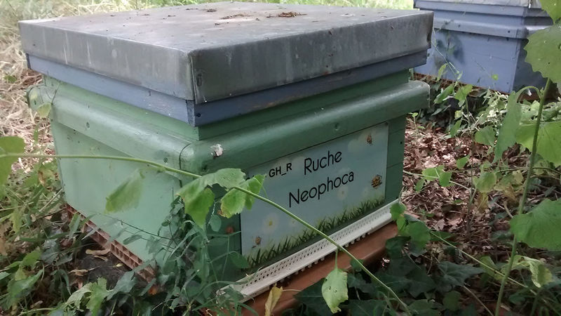 La ruche Neophoca