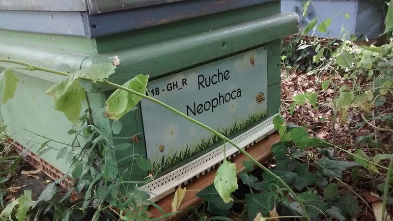 La ruche Neophoca