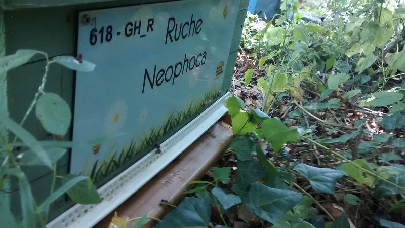 La ruche Neophoca