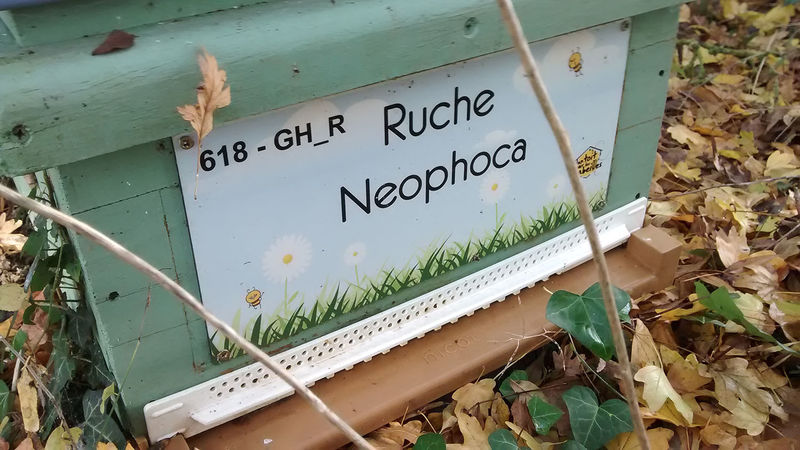 La ruche Neophoca